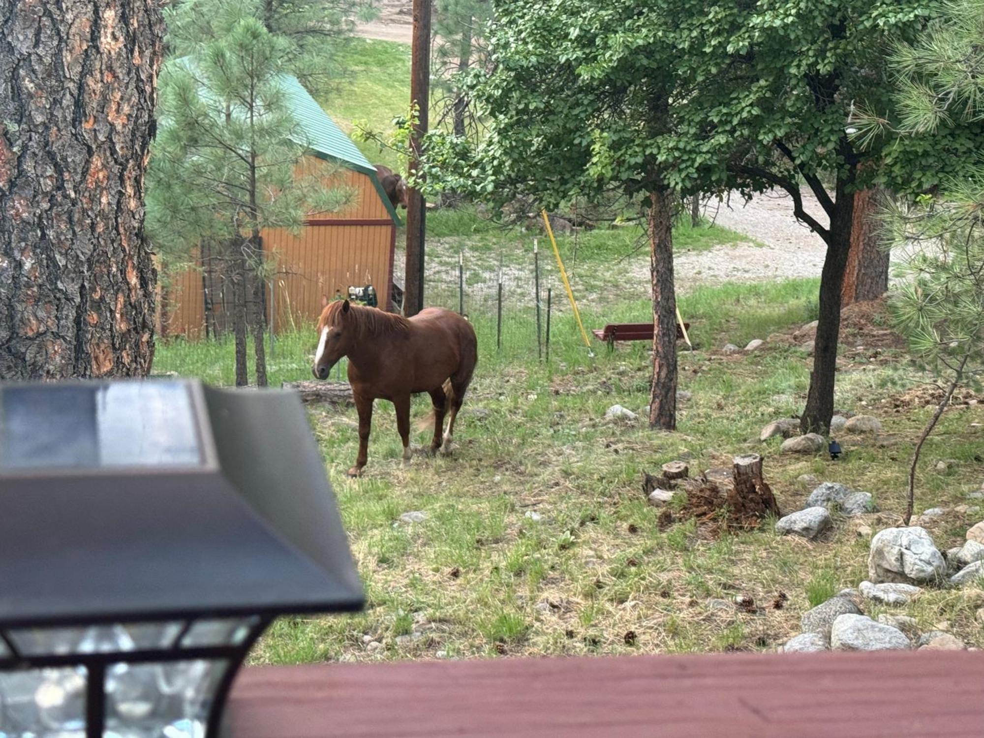 Gonzales Cozy Little Bear Cabin Ruidoso Exterior photo