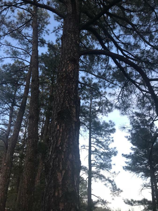 Gonzales Cozy Little Bear Cabin Ruidoso Exterior photo